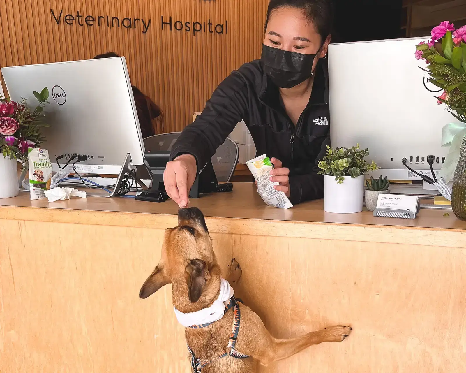 Brown French bulldog mix being fed treats by staff in clinic lobby