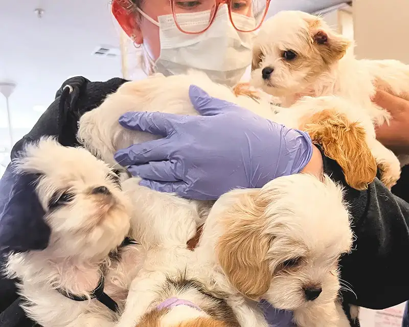 Staff member holding several white Shih Tzu puppies in their arms