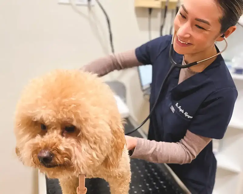 Doctor performing exam on a brown mini Poodle