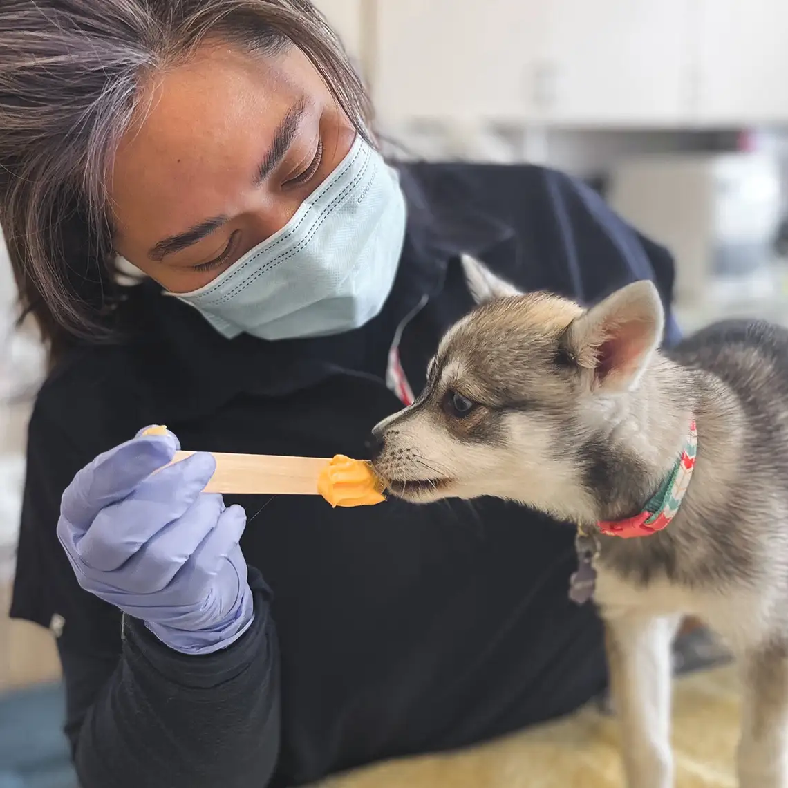 A tech feeding cheese to a Klee kai puppy