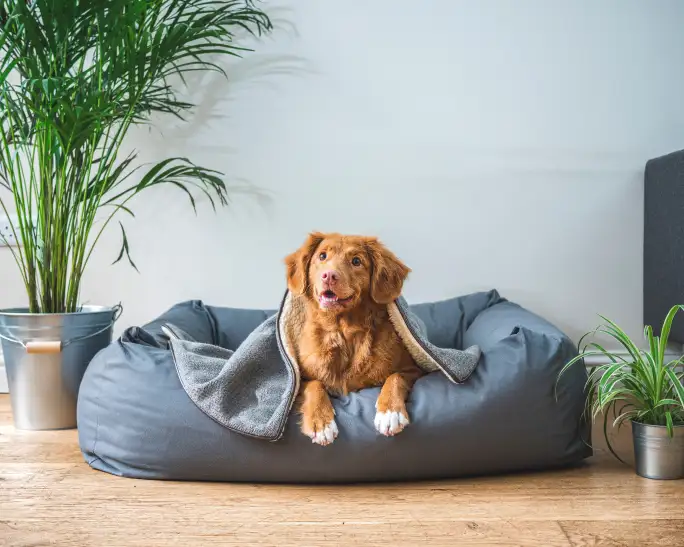 An orange Toller sitting in a dog bed surrounded by house plants
