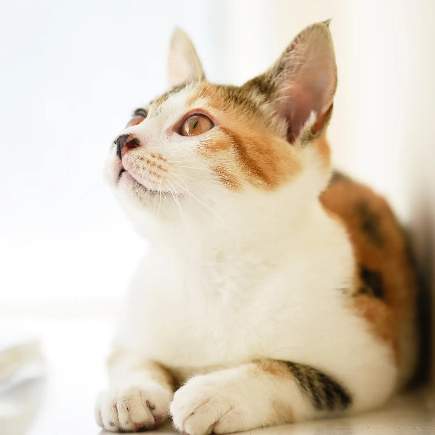 A calico cat in a white room looks upwards